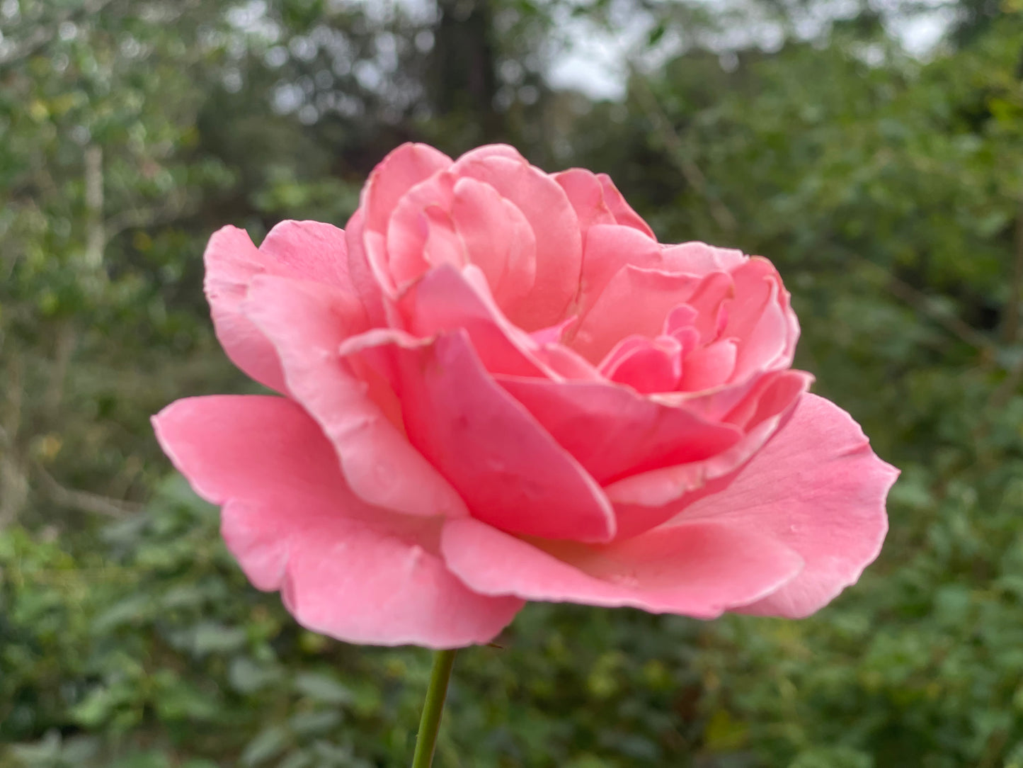 Achieving Your Goals in 2026 - Starseed Edition